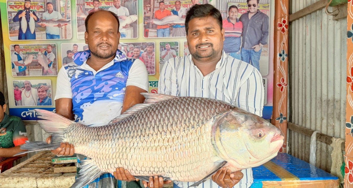 রাজবাড়ীর গোয়ালন্দ উপজেলার দৌলতদিয়ার পদ্মা নদীতে জেলের জালে ২২ কেজি ওজনের একটি বড় কাতল মাছ ধরা পড়েছে।